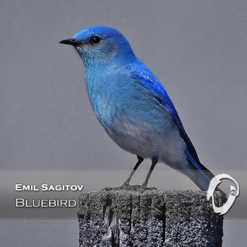 Emil Sagitov - Bluebird (2014)