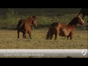 Pulsar - Equus Ferus Caballus (Mustang)