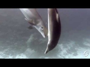 Oak Shine - Two Dolphins